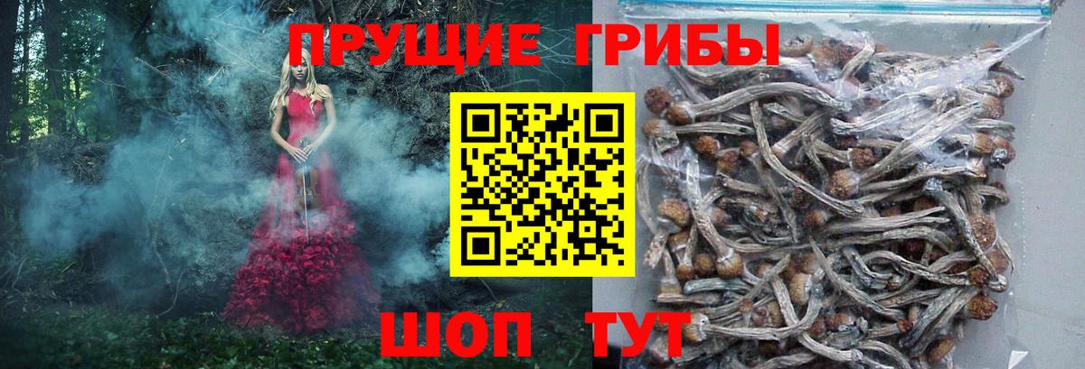 Псилоцибиновые грибы Cubensis Каменск-Шахтинский